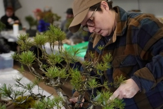 Pacific Bonsai Museum