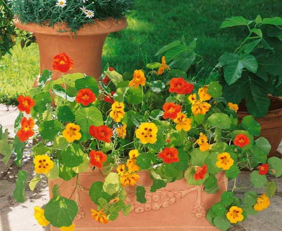pot nasturtium care