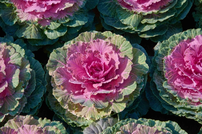 ornamental cabbage ornamental cabbage