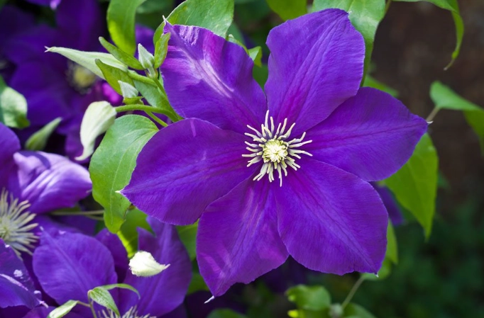 clematis vine care clematis vine care