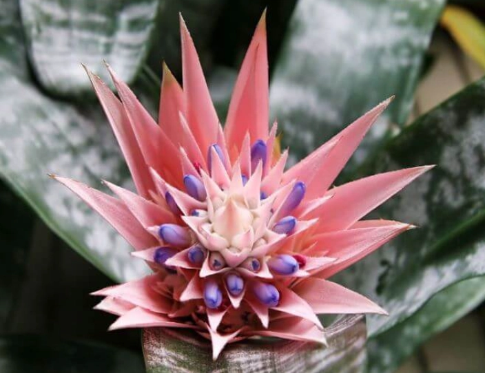 peace lily urn plant