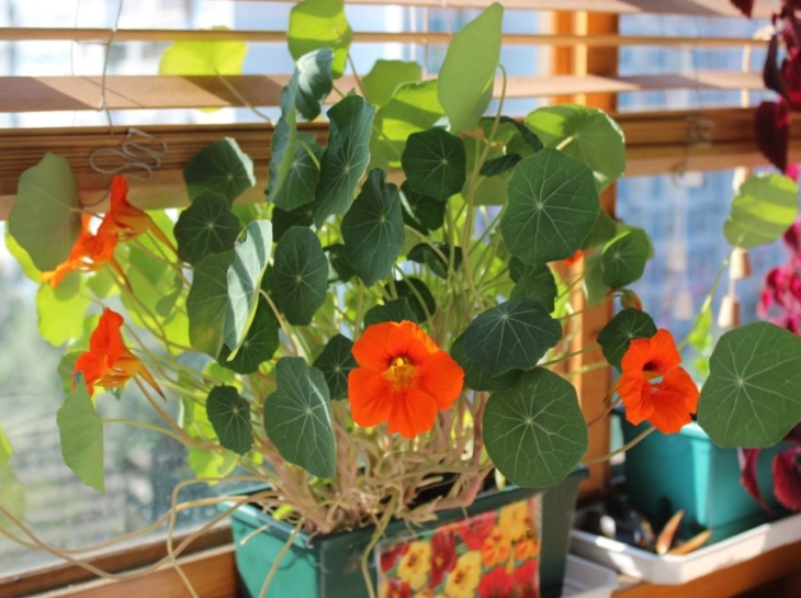 pot nasturtium care