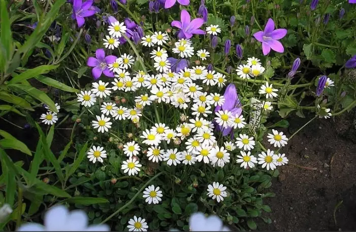 growing mini daisies