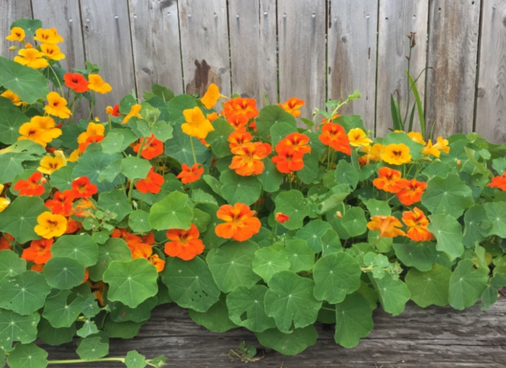 pot nasturtium care