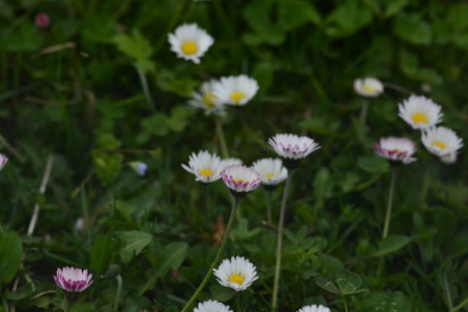 mini daisy varieties