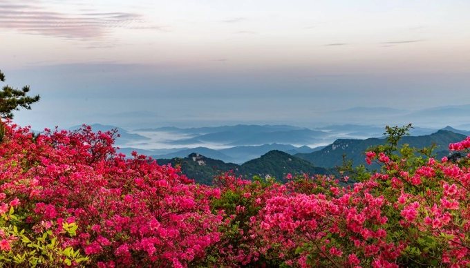 winter blooming trilobum