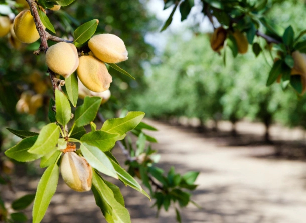 almonds tree
