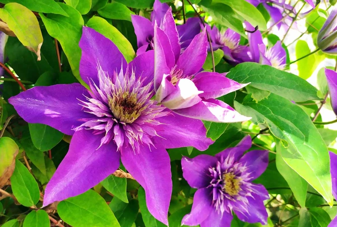 growing clematis growing clematis