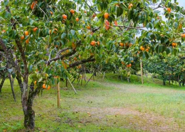 persimmon tree pruning