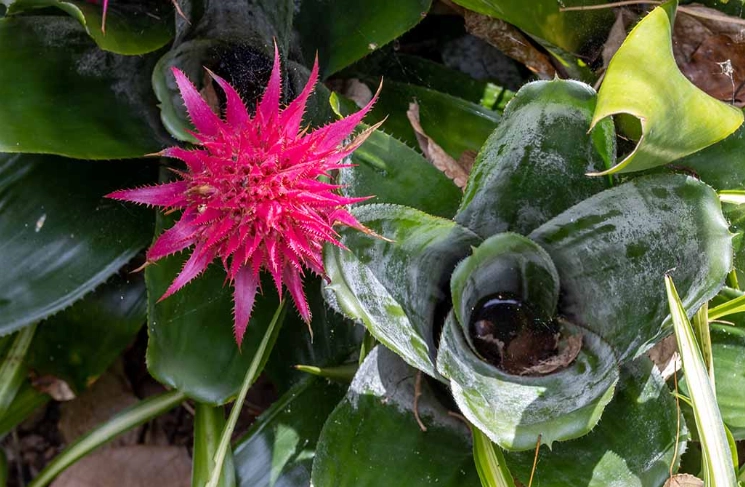 best plants for urns