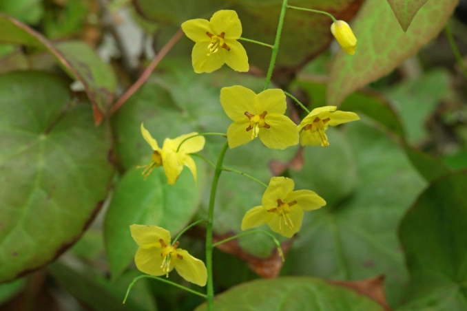 horny goat weed horny goat weed