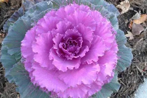 ornamental kale varieties