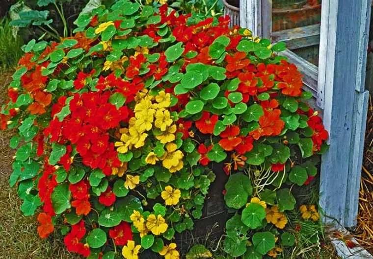 growing nasturtiums in containers