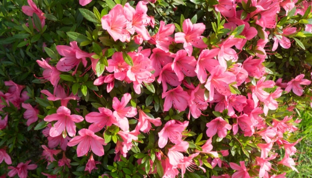 azalea plant care