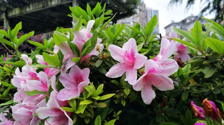 Rhododendron dauricum trilobum care