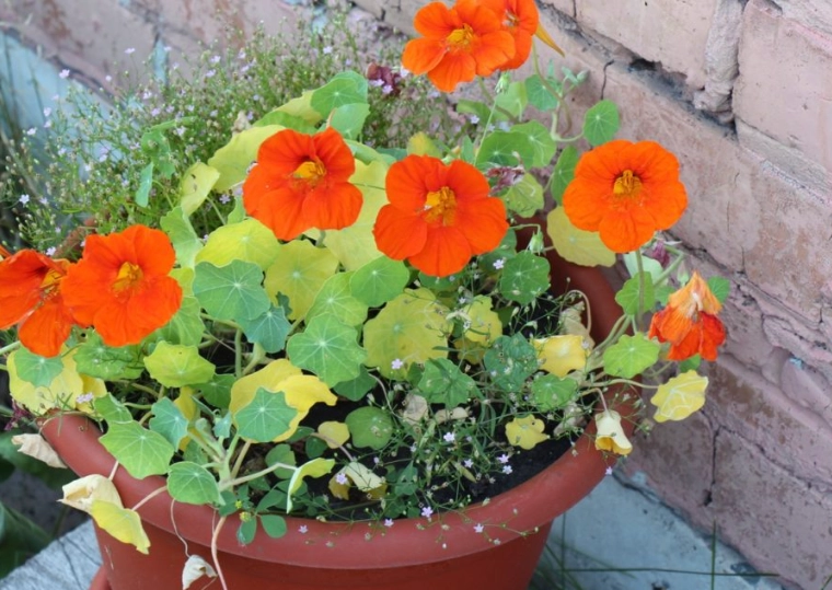 growing nasturtiums in containers