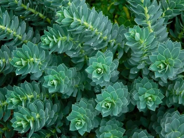 types of spurge weeds