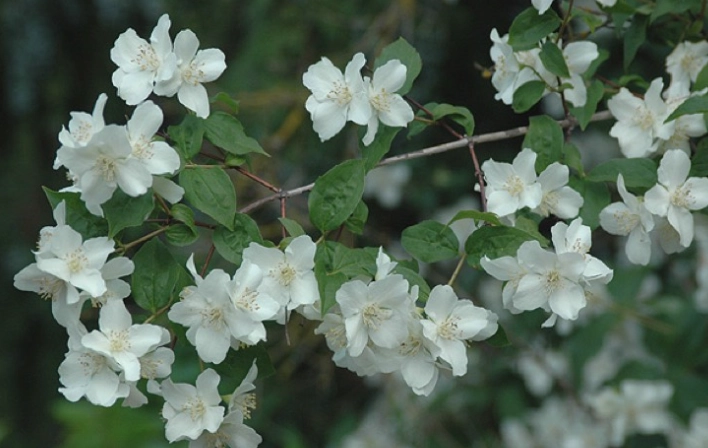 Syringa vs Mock Orange