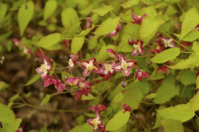 epimedium side effects epimedium side effects