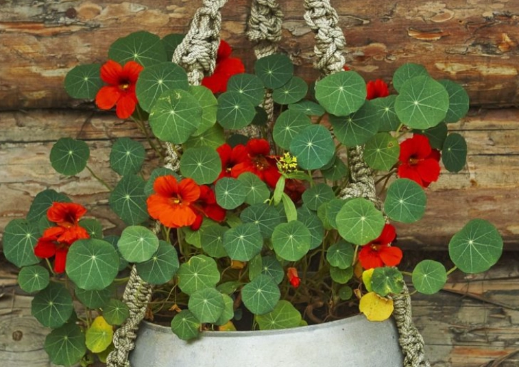 growing nasturtiums in containers