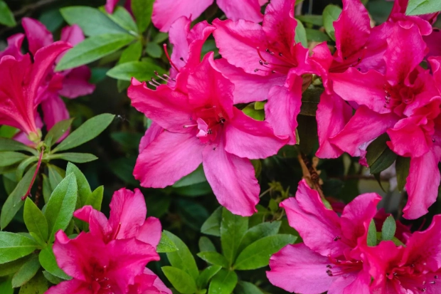 azalea plant care