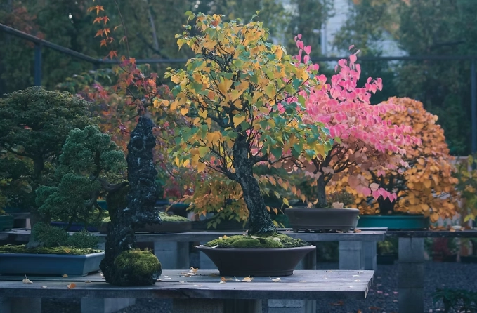 Portland bonsai nursery