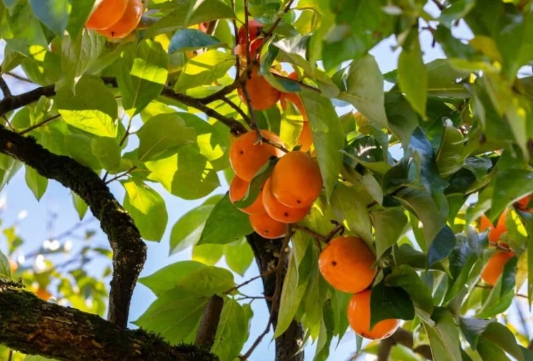 persimmon tree pruning