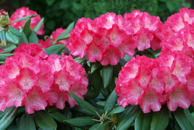azaleas characteristics