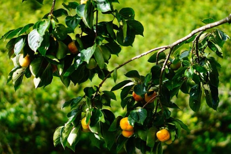 how to grow persimmon tree