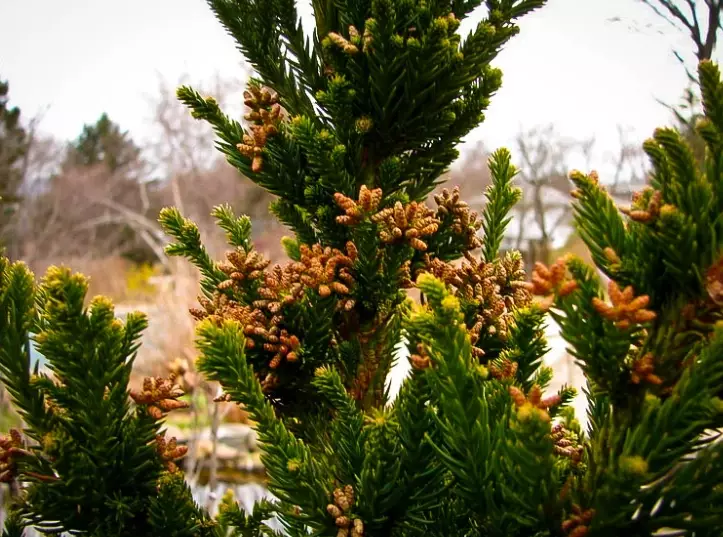 cryptomeria black dragon care cryptomeria black dragon care