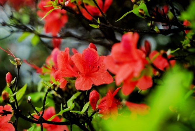 winter blooming trilobum