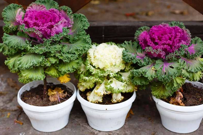 growing ornamental kale growing ornamental kale