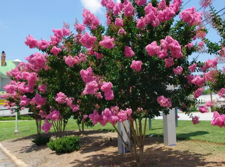 cold hardy crape myrtle cold hardy crape myrtle
