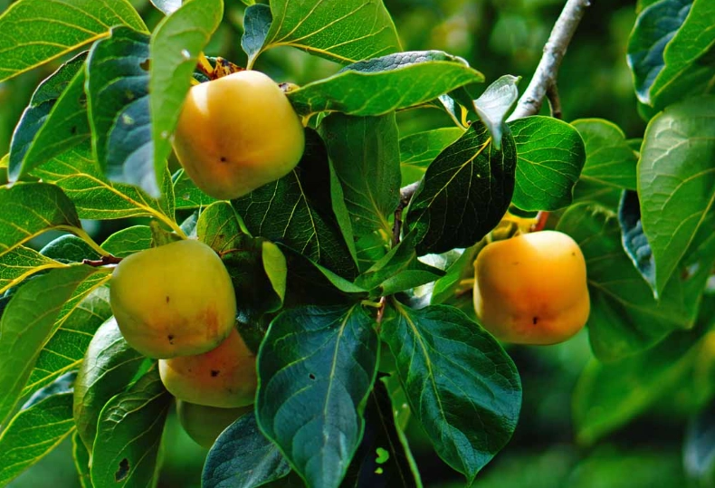 how to grow persimmon tree