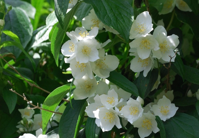 Lilac vs mock orange