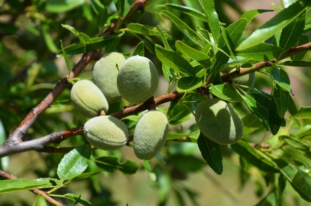 almond tree varieties