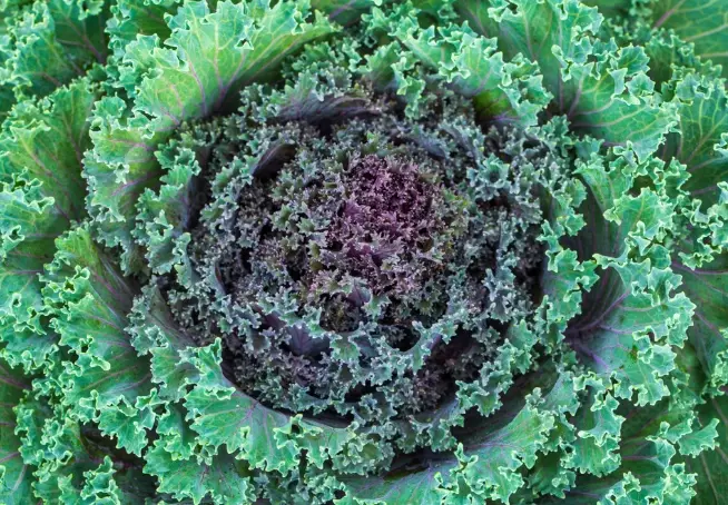 ornamental cabbage ornamental cabbage
