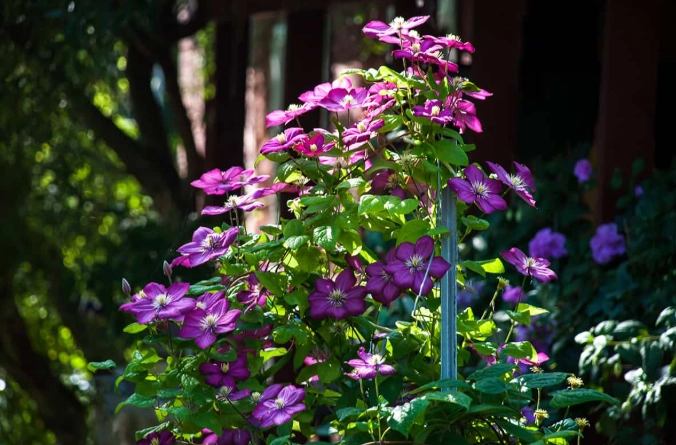 growing clematis growing clematis