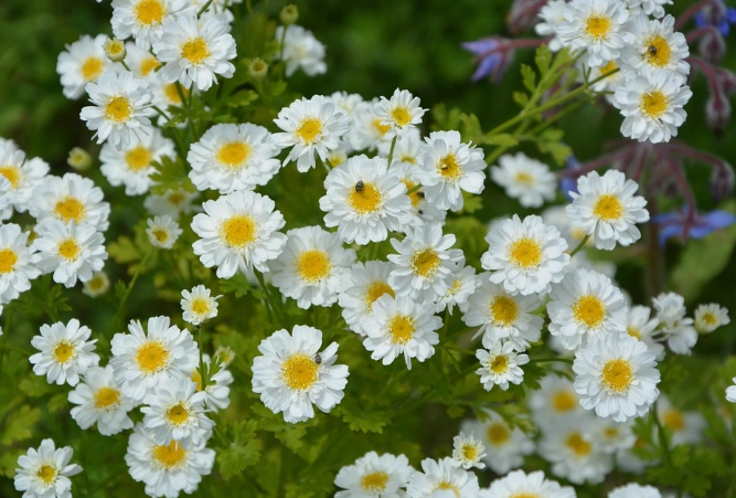 growing mini daisies