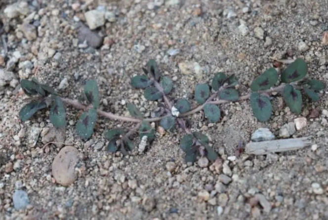 spurge plants types