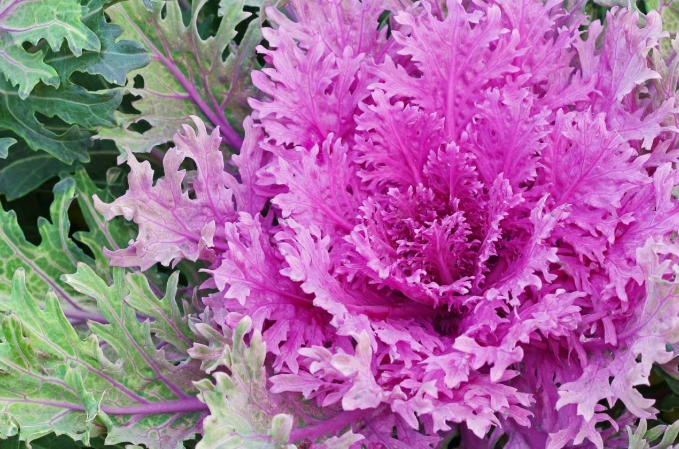 growing ornamental kale growing ornamental kale