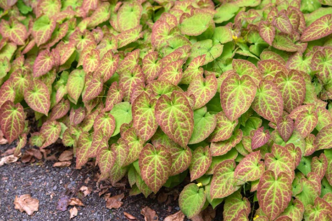 epimedium