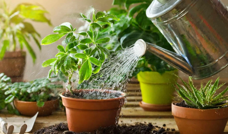 watering plants guide