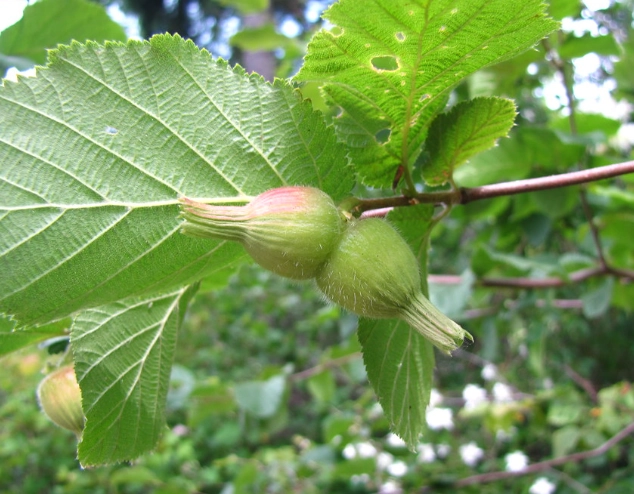 corylus cornuta vs american hazelnut