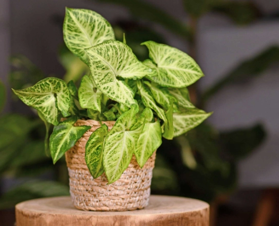 indoor plants indoor plants