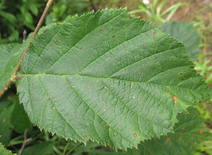 corylus cornuta identification