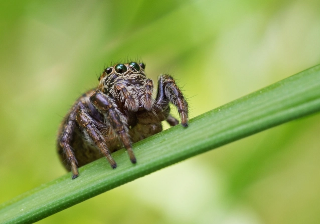 spider facts spider facts