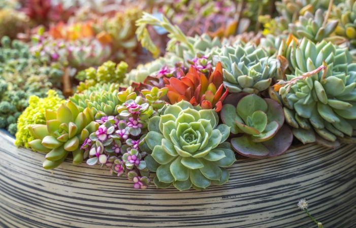 succulent care