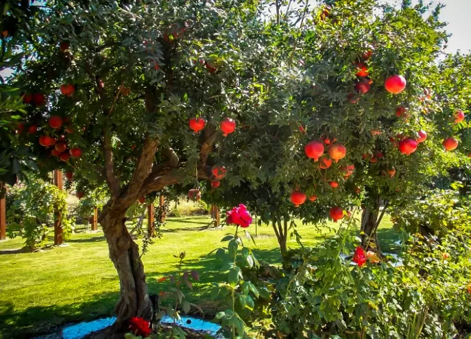how to grow pomegranate tree