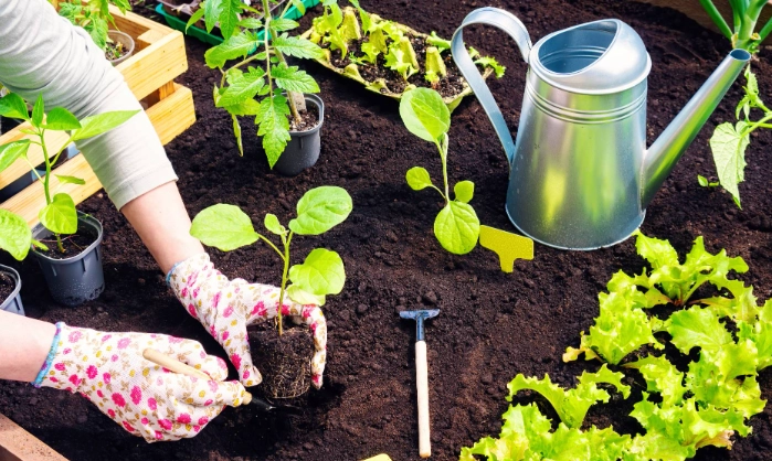 how to transplant flowers how to transplant flowers